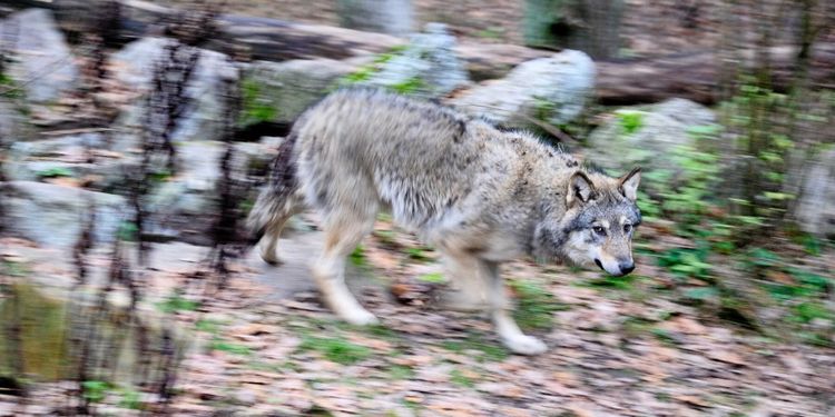 Tungt yttrande stöttar licensjakt på varg