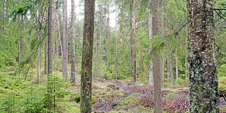 Skogsägare i stor seger mot Skatteverket