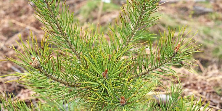 Buskiga tallplantor färre än väntat