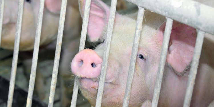 Kinesisk genmodifierad gris immun mot pest