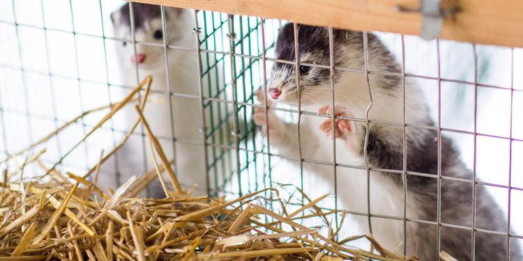 Var tredje minkarbetare kan ha haft covid-19