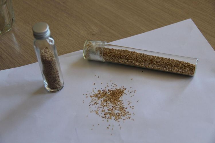 Svensk potatis planterad med frön