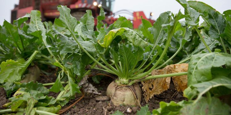 Satsning på närodlat ekosocker