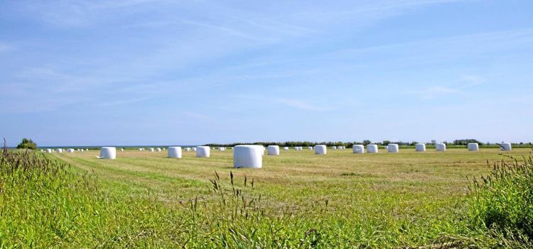 Så kan de ta fem vallskördar per år