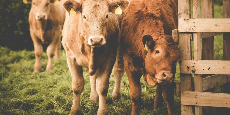 Nytt projekt kan förändra avlivningsregler