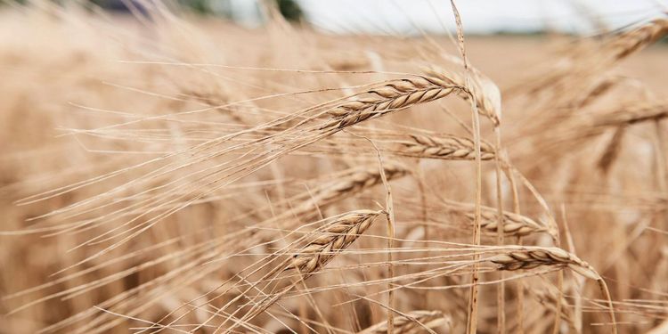 Årets veteareal är den största någonsin