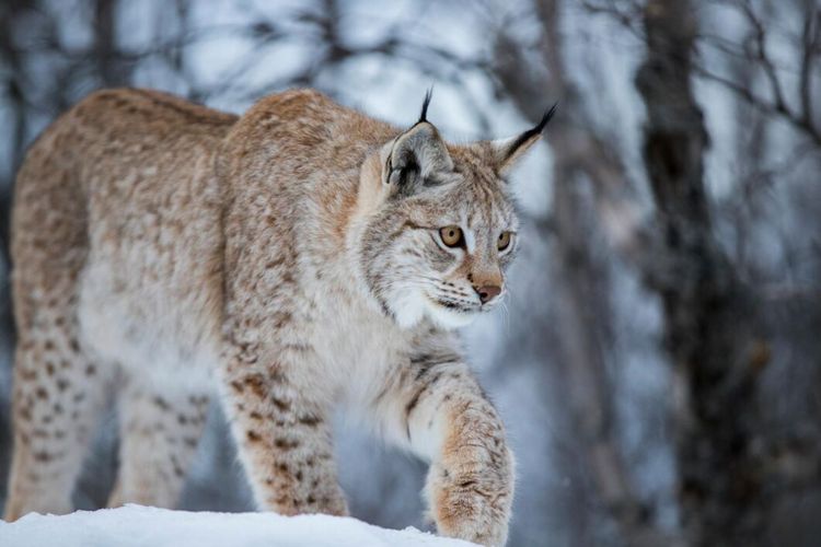 15 lodjur får skjutas i Jämtland