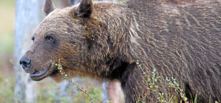 Björnar på tillbakagång