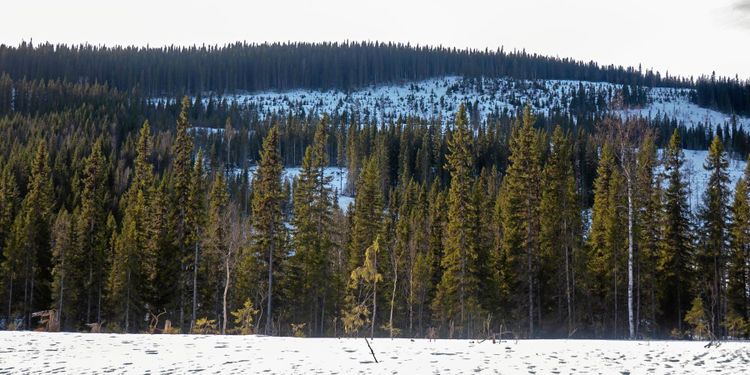 Beskedet: Mer pengar till fjällnära skog