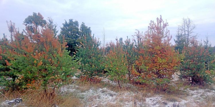 ”Störst vinnare blir skogsägare i norra Sverige”