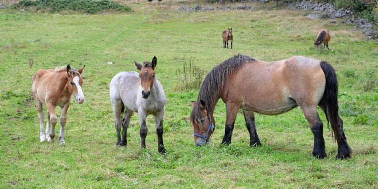 Nya gödselregler för hästar föreslås