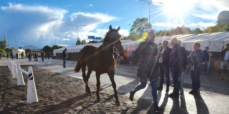 Kriterieauktion i bilder