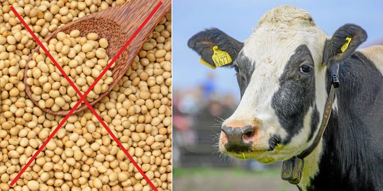 Ingen soja till Valios kor