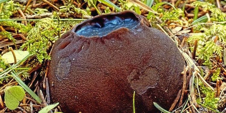 Efterlängtat besked om artskyddet