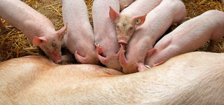 Slutför köp av grisproduktion