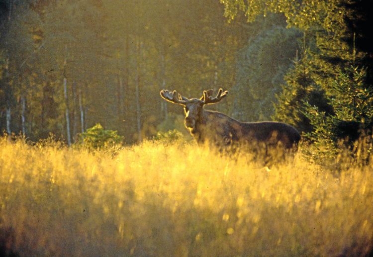 Älg kan drabbas av CWD.