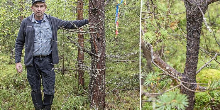 Här går tallen en långsam död till mötes