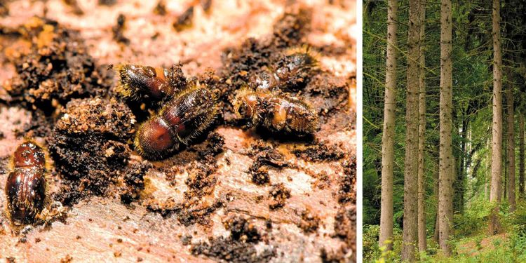 ”Skogsstyrelsen är klarvaken i kampen mot granbarkborren”