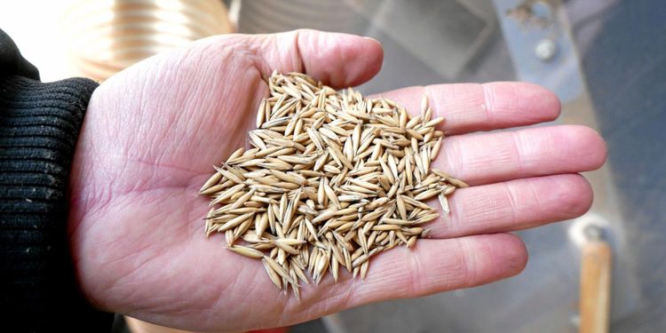 Produktionen av havre minskar