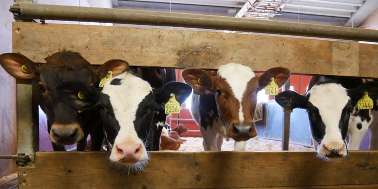 Avhorning på ekogård kräver snart tillstånd