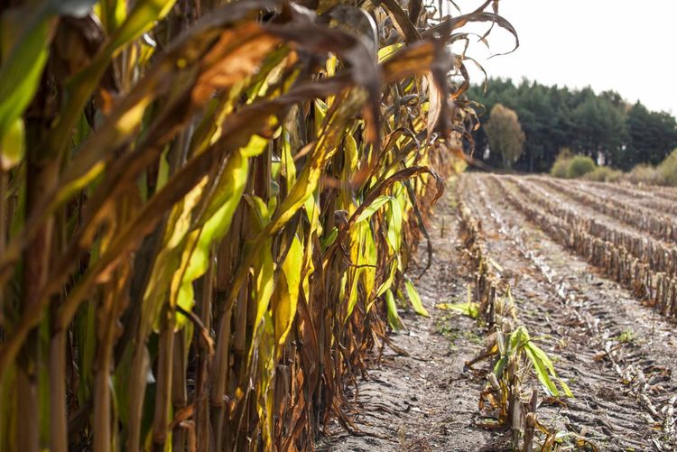 Startskott för skörd av majs