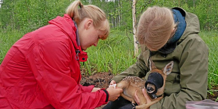 Rådjurskid hjälper forskare förstå fästingar