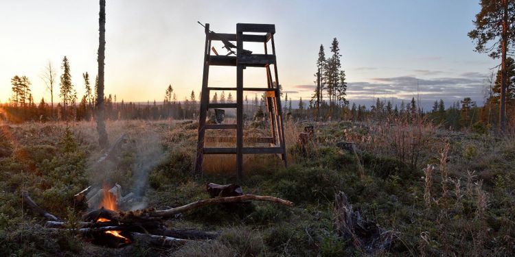 ”Älgförvaltning i totalt kaos”
