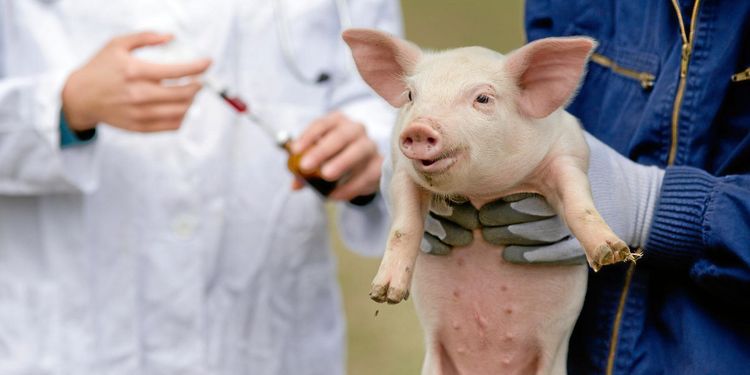 Svenska råd ska minska användning av antibiotika