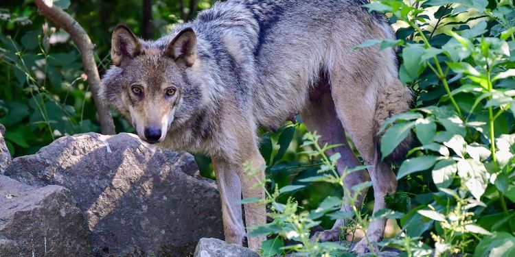 Överklagan mot vargjakt avslås