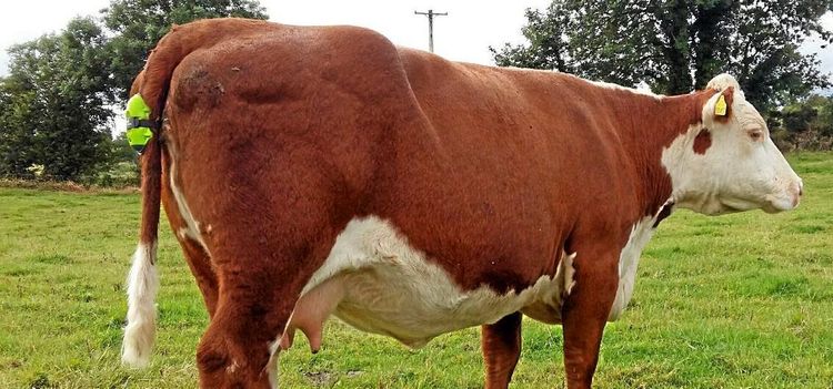 Abonnemang nya tidens melodi