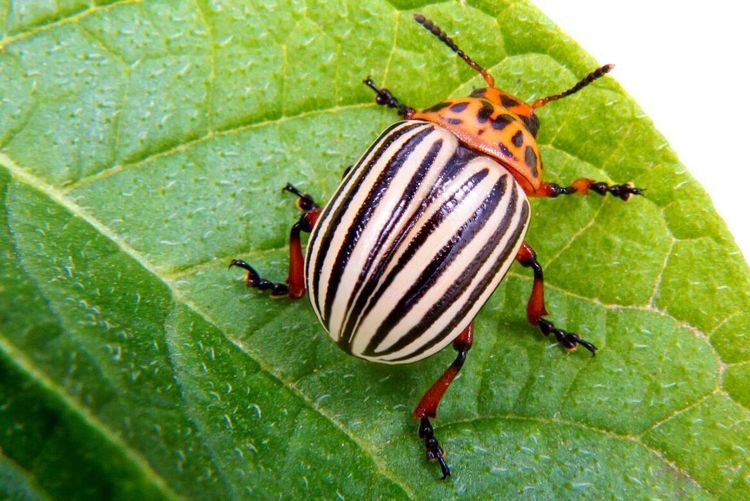 Plikt att ange nya skadegörare