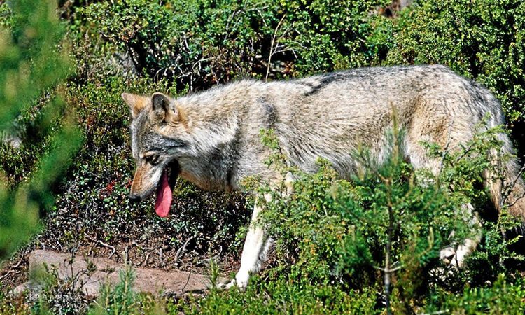 Jägareförbundet: Fler rovdjur än björn bör ge ersättning