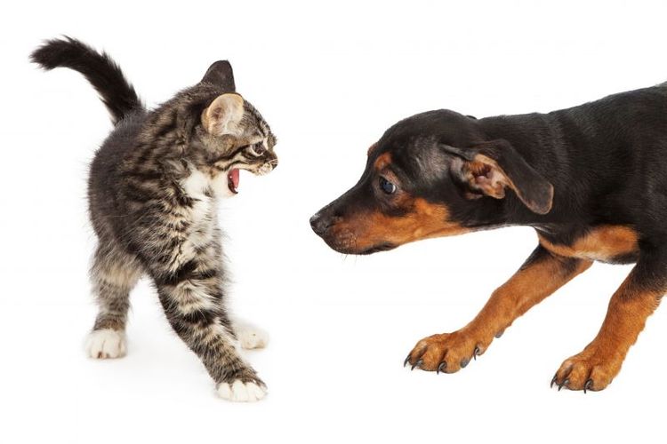 Arga katter har drabbat länsstyrelsens personal vid omhändertagande av djur. Arkivbild.