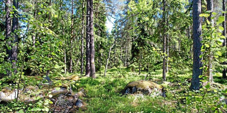 Danske Bank: Större prisökning på skog än statistiken visar