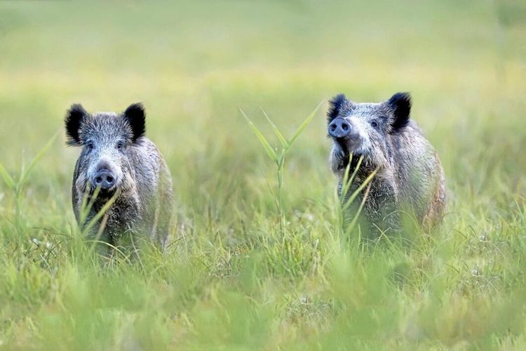 Afrikansk svinpest i ytterligare ett europeiskt land