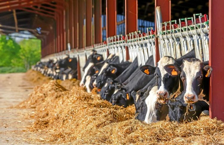 Dråpslag för skotska mjölkbönder