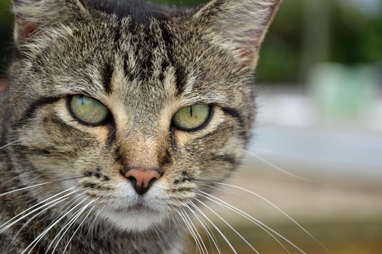 Då är det okej att skjuta "vilda katter"