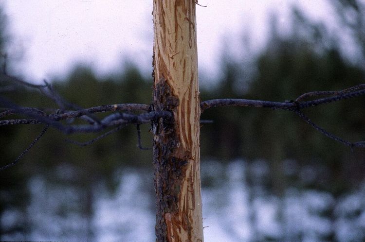 Ljusning för tall i Svealand