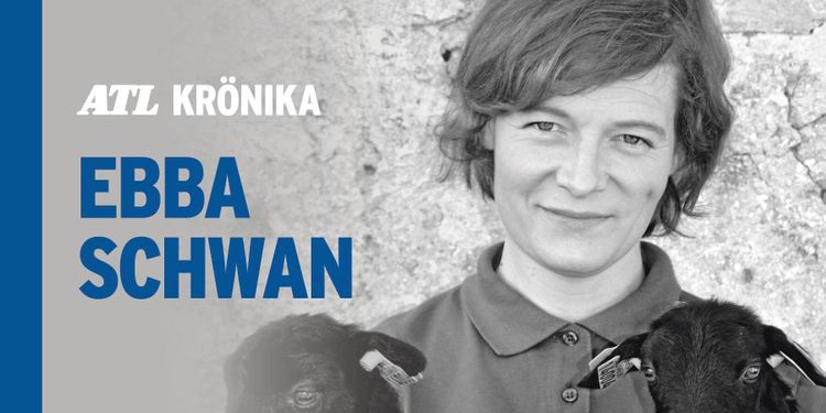 Ge oss svar om afrikansk svinpest