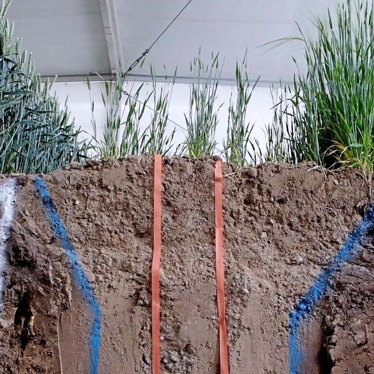 Borgeby kör fältvandring på nätet