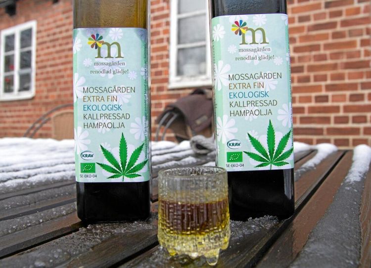 Stora planer för svensk hampa