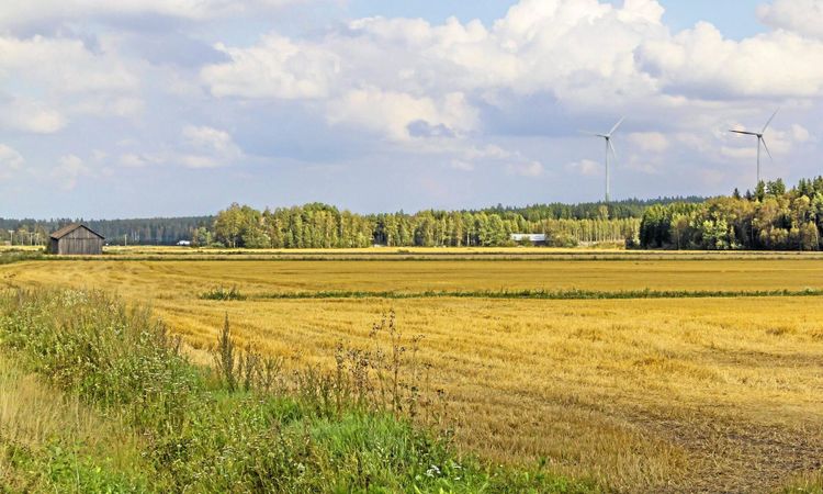 Torkdrabbade finländska bönder hotas av utmätning