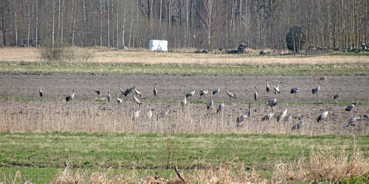 Fredade tranor skyddas av gammal lag