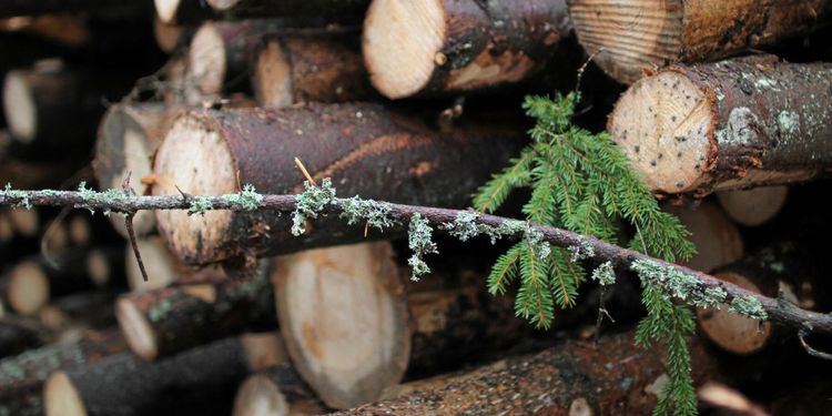 Nytt rekordresultat för Sveaskog