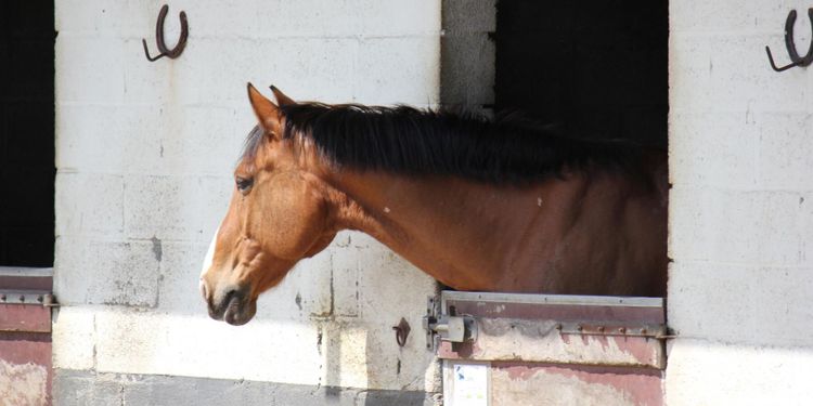 Mindre detaljstyre i nya hästföreskrifter