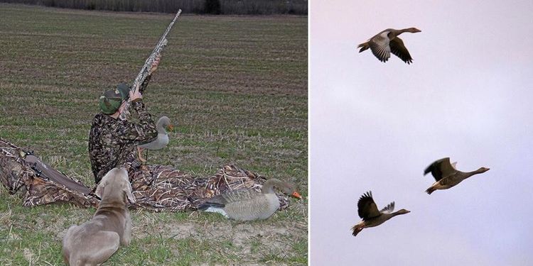 Här skyddsjagas gässen