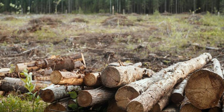 Färre ville avverka i april