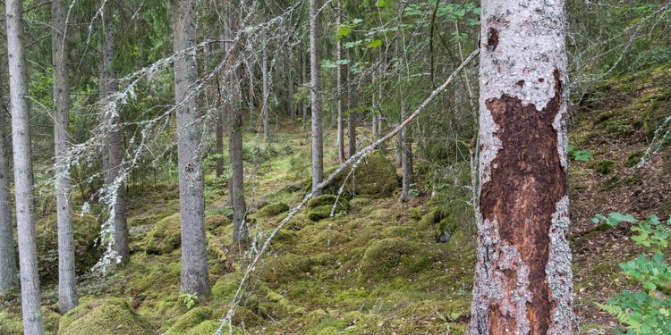 Rejält ras för borrarna