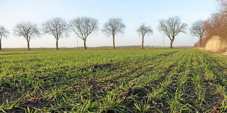 Hoppet spirar om goda skördar