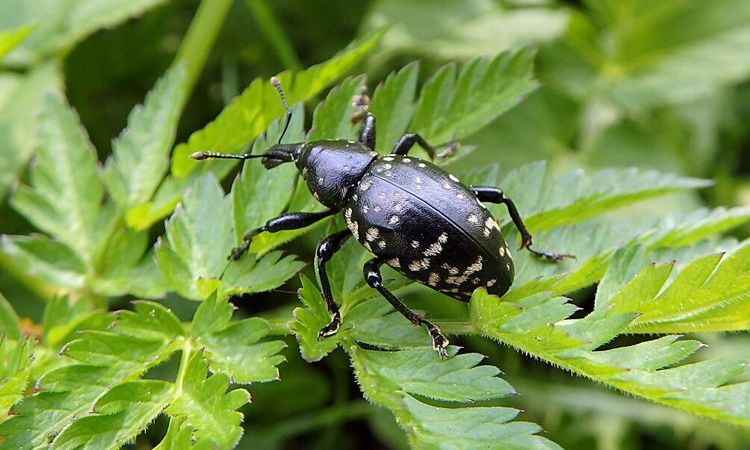 Slut på kemisk bekämpning av snytbagge